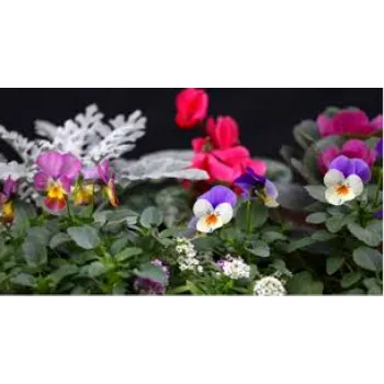 Colorful Pansy Plant 8a-pansy plant-978085-71931.webp